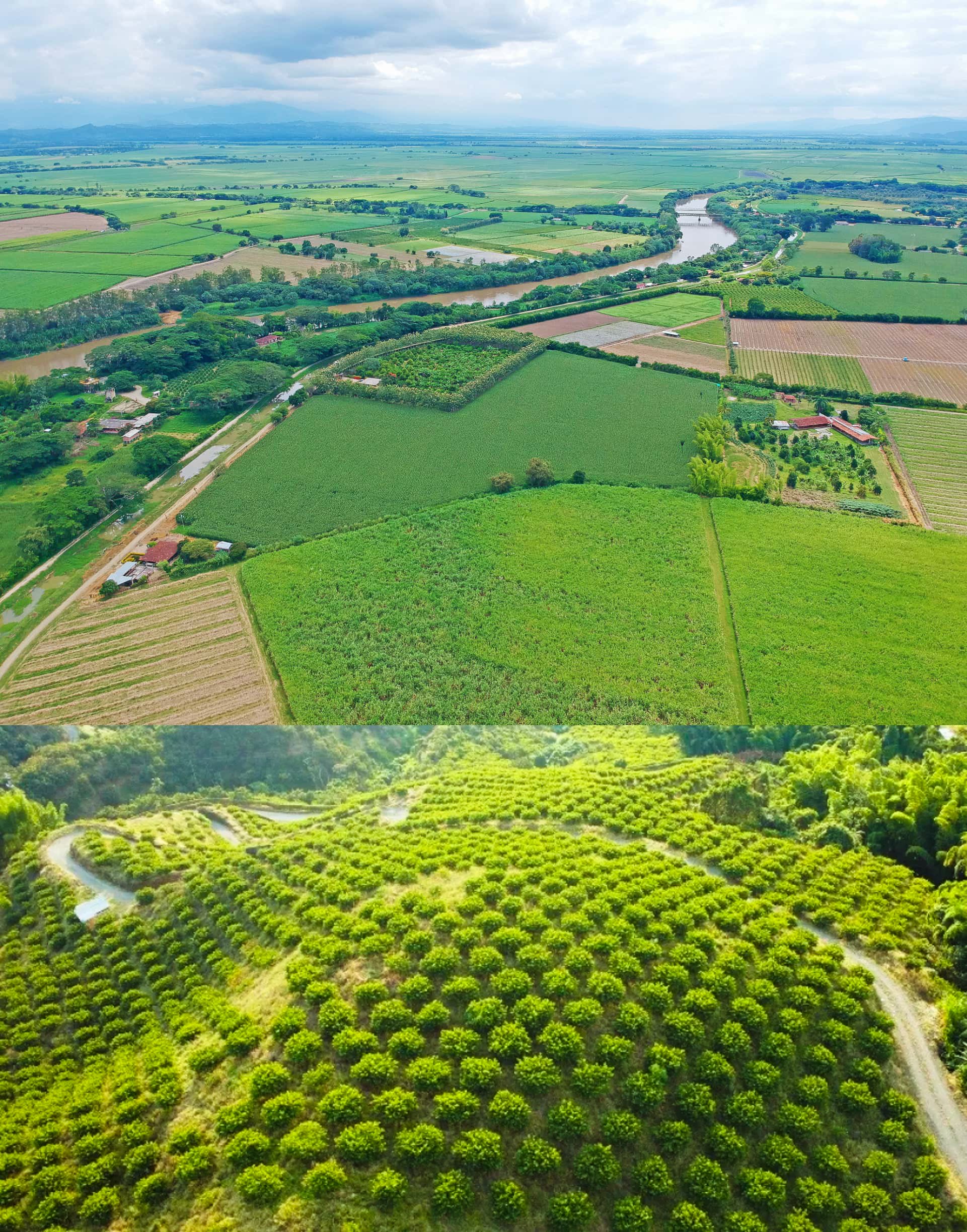Campos del Valle del Cauca